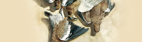 A group of pigeons gathered closely together on the ground.