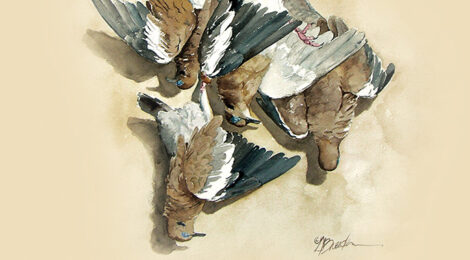 A group of pigeons gathered closely together on the ground.