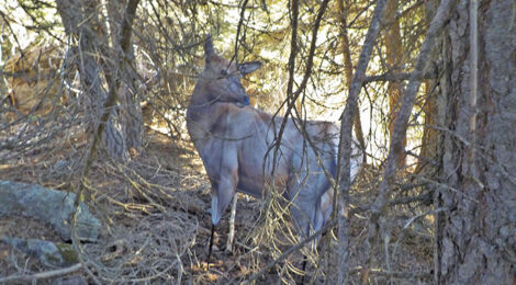 A majestic bobcat stands among forest trees, alert and watchful.