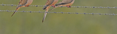 Mourning doves perched on barbed wire against a green background.