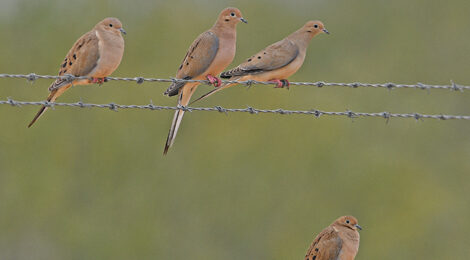 Mourning doves perched on barbed wire against a green background.
