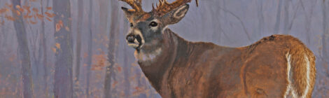 A majestic buck stands alert in a foggy forest on Texas Outdoors magazine cover.