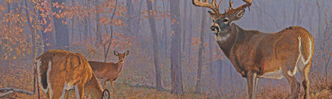 A group of deer in a misty forest with autumn leaves.
