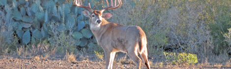 A male deer with antlers stands in a dry, sparse desert landscape.