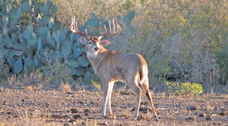 A male deer with antlers stands in a dry, sparse desert landscape.