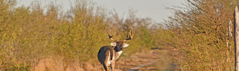 A deer with large antlers stands on a dirt path surrounded by trees.