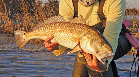 Fisherman holding a large golden fish near water.