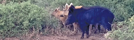 Two cows, one black and one brown, standing near bushes.