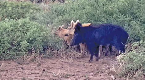 Two cows, one black and one brown, standing near bushes.