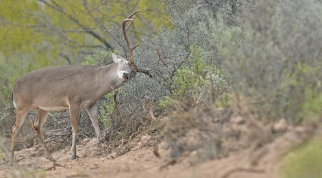A mule deer with large antlers standing near bushes in a natural habitat.