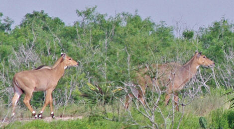 Two antelopes standing and facing each other in a green bushy area.