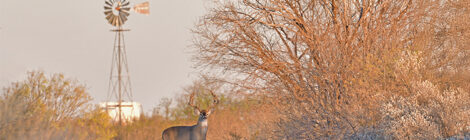 Deer Movement + Skill and Luck