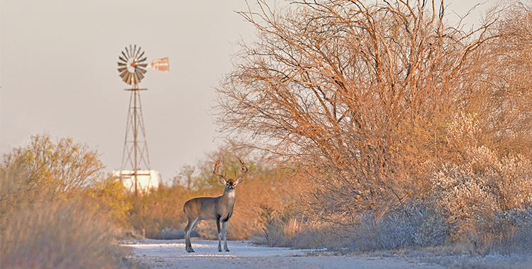 Deer Movement + Skill and Luck