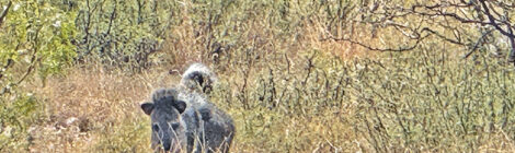 Texas Little Big Game Trophy