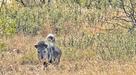 Texas Little Big Game Trophy