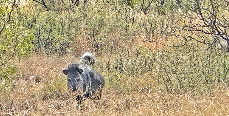 Texas Little Big Game Trophy