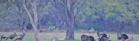 Calling In an Old Tom