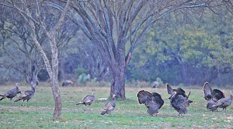 Calling In an Old Tom