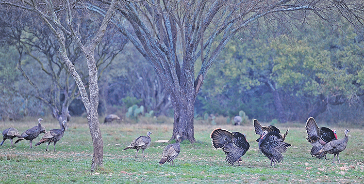 Calling In an Old Tom