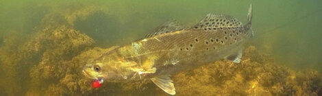 A Time for Trout
