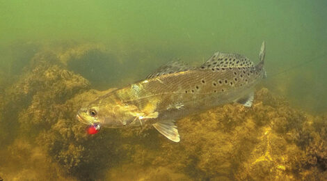 A Time for Trout