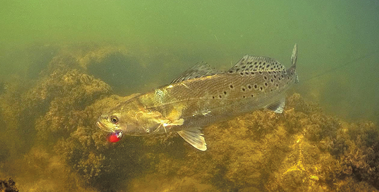 A Time for Trout
