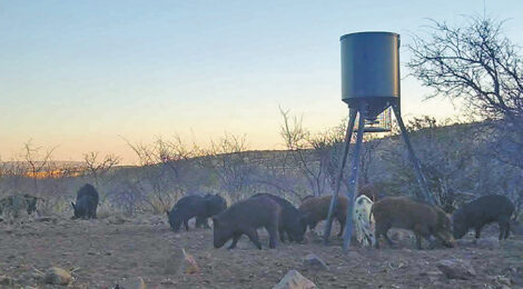 Pigs for the Plate
