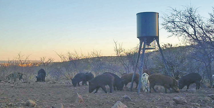 Pigs for the Plate