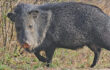 Javelina & Hogs — Similarities & Differences