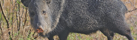 Javelina & Hogs — Similarities & Differences