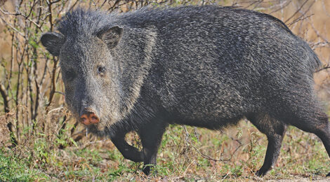 Javelina & Hogs — Similarities & Differences
