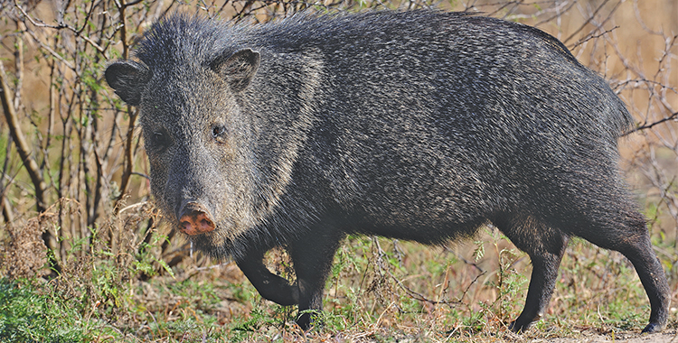 Javelina & Hogs — Similarities & Differences