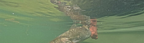 May’s Abundant Angling Adventures