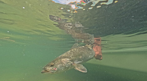 May’s Abundant Angling Adventures