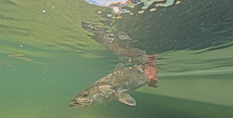 May’s Abundant Angling Adventures