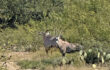 Scimitar Horned Oryx — U.S.A. Options