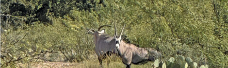 Scimitar Horned Oryx — U.S.A. Options