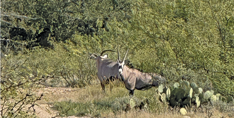 Scimitar Horned Oryx — U.S.A. Options