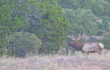 Hunting Elk & Texas