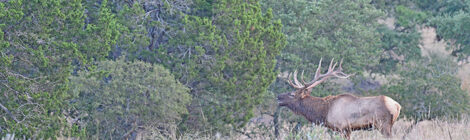 Hunting Elk & Texas