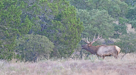 Hunting Elk & Texas