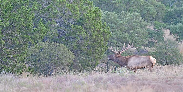 Hunting Elk & Texas