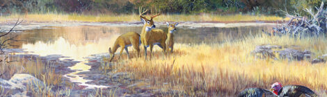 Whitetail deer and wild turkeys at marsh