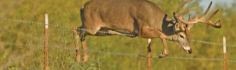 Antlered buck leaping over barbed-wire fence