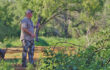 Tips to Dove Hunting Success