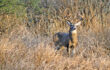 2026 Texas’ Statewide Hunting Forecast