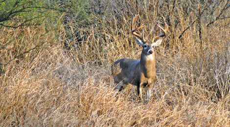 2026 Texas’ Statewide Hunting Forecast