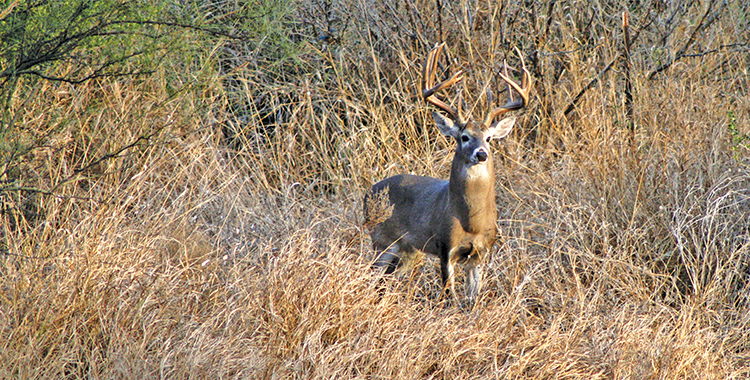 2026 Texas’ Statewide Hunting Forecast